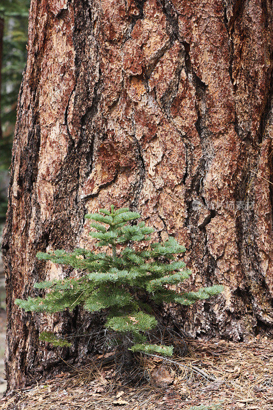 约塞米蒂国家公园的新生命Jeffery Pine